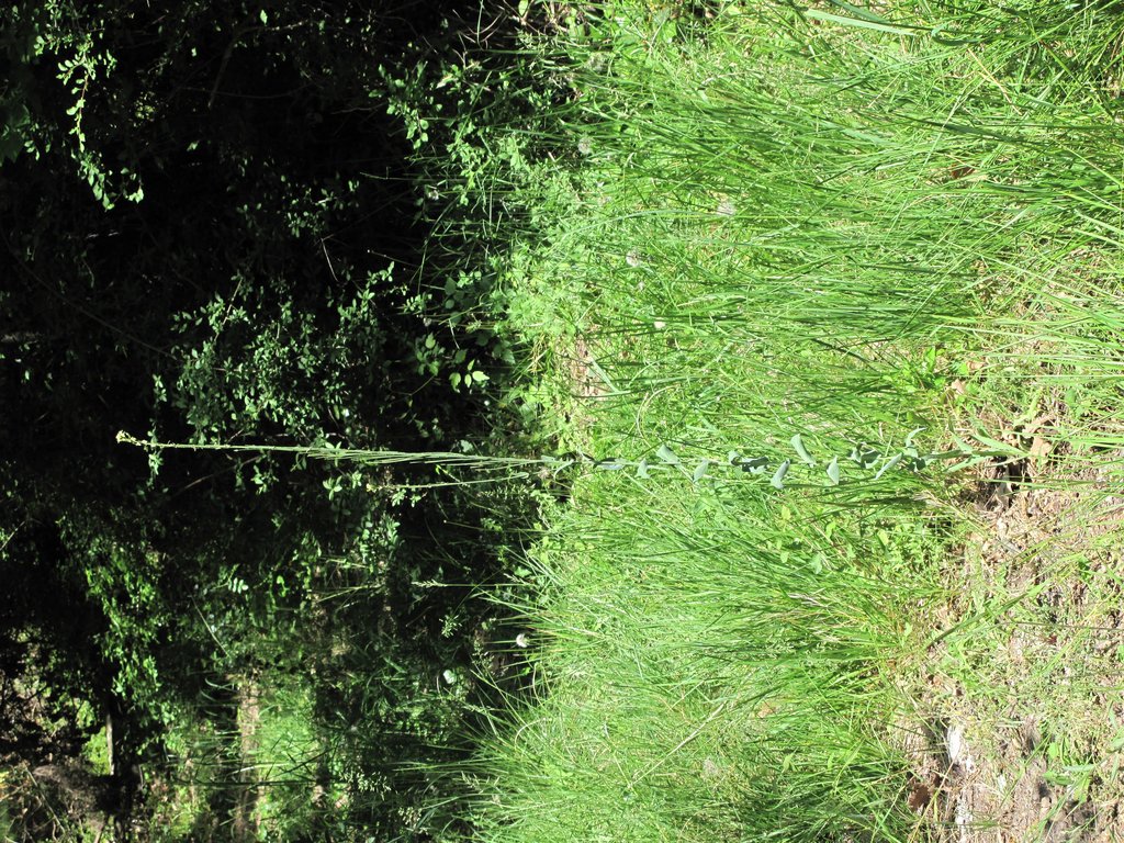 Arabis glabra